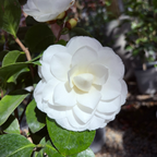 娜蔻宝石山茶花 Nuccio's Gem Camellia