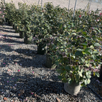 娜蔻宝石山茶花 Nuccio's Gem Camellia