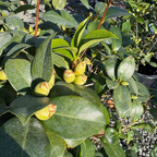 娜蔻宝石山茶花 Nuccio's Gem Camellia