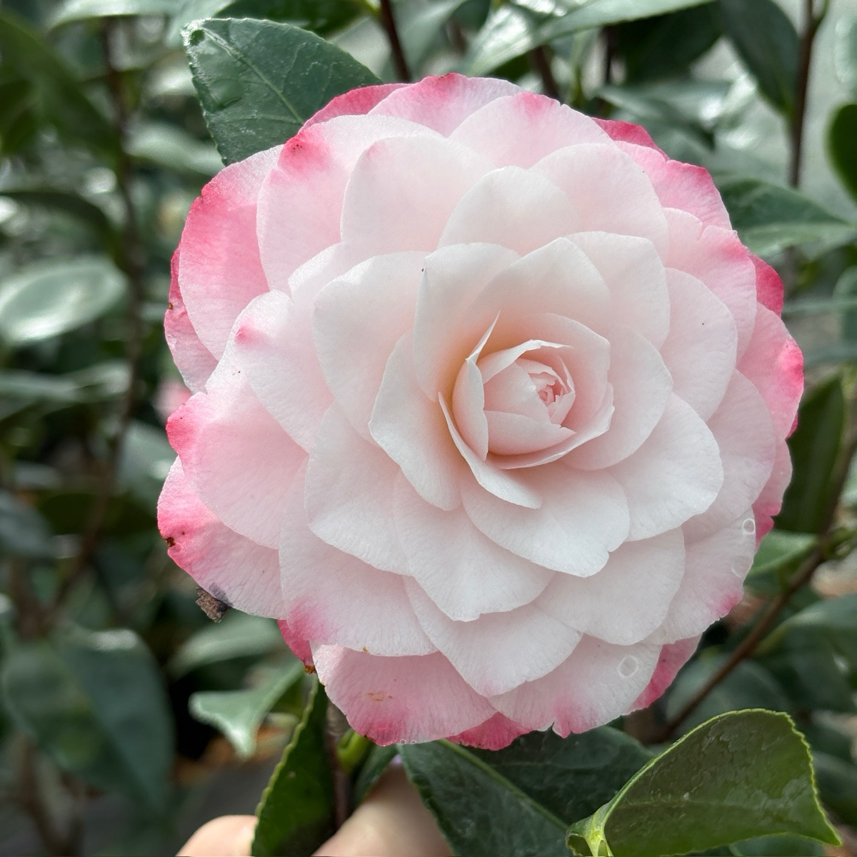 娜蔻珍珠山茶花 Nuccio's Pearl Camellia