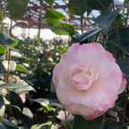 娜蔻珍珠山茶花 Nuccio's Pearl Camellia