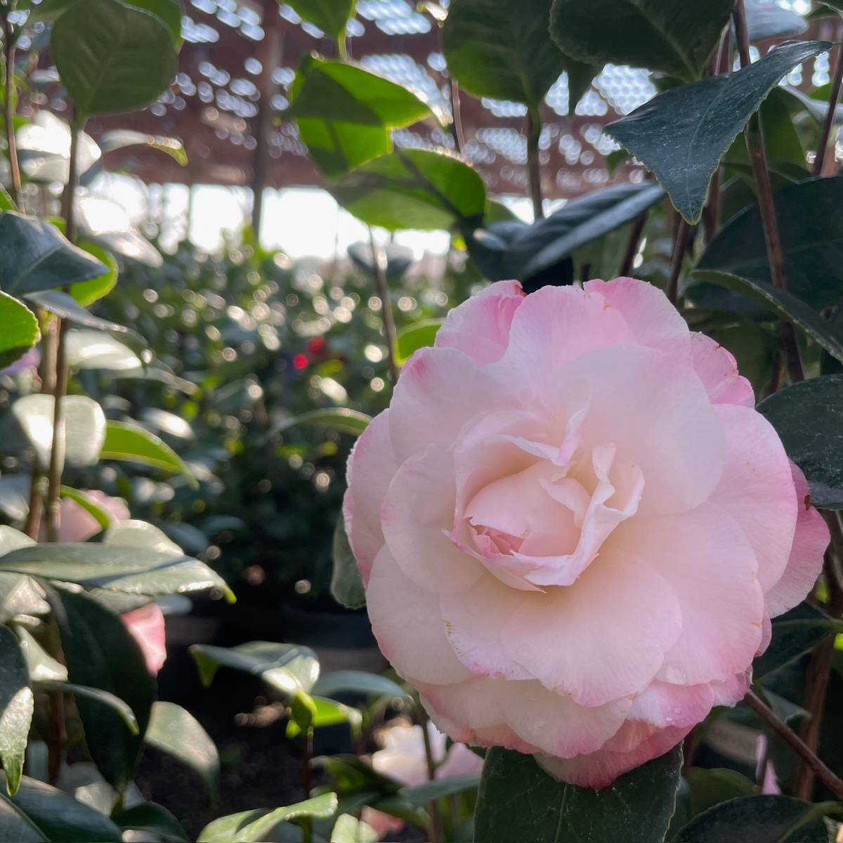 娜蔻珍珠山茶花 Nuccio's Pearl Camellia