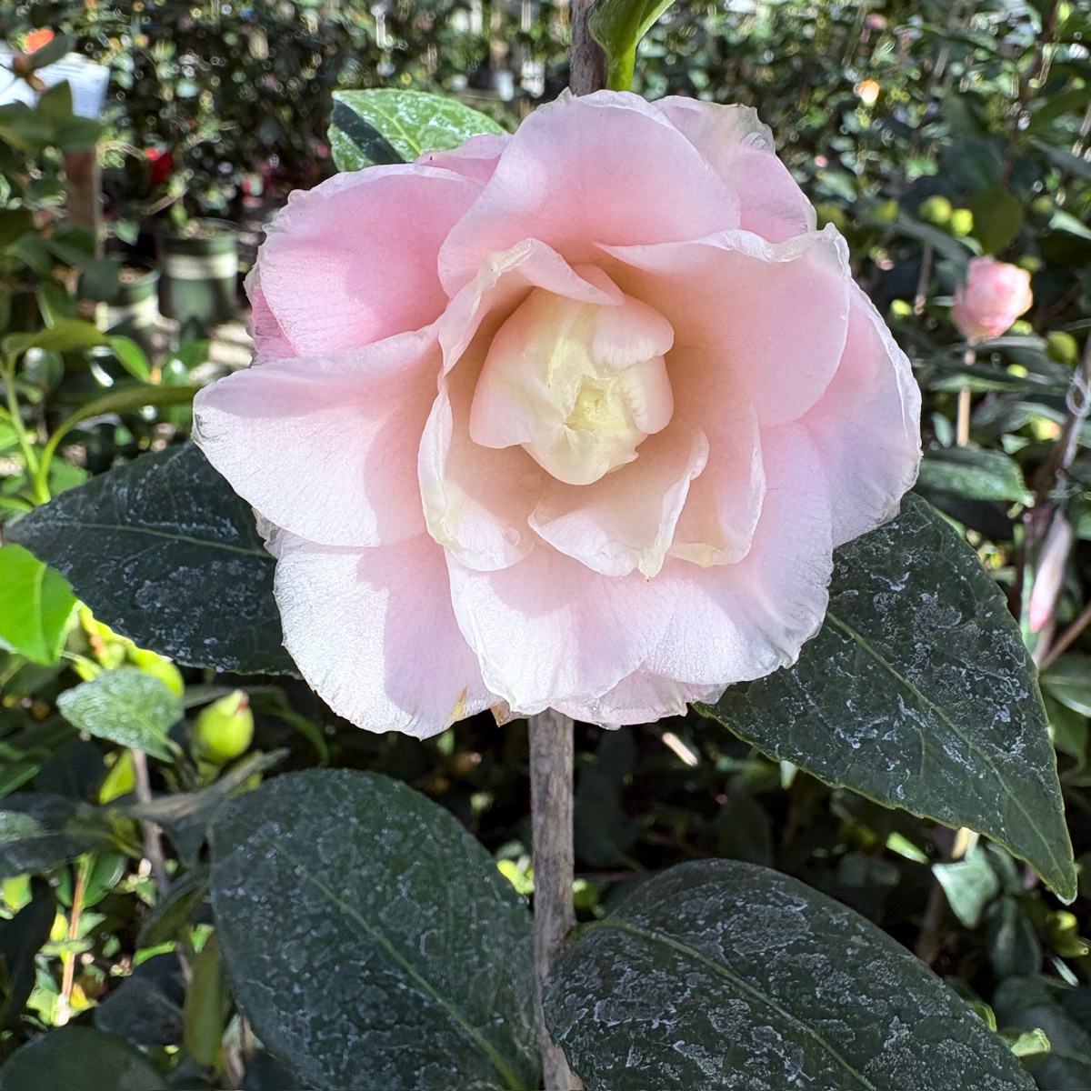 娜蔻珍珠山茶花 Nuccio's Pearl Camellia