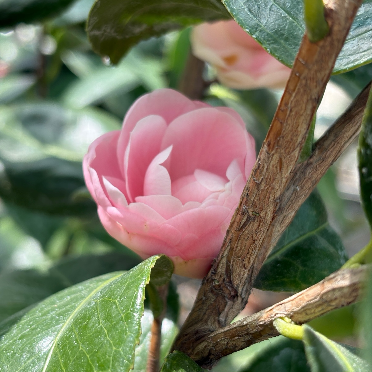 娜蔻珍珠山茶花 Nuccio's Pearl Camellia