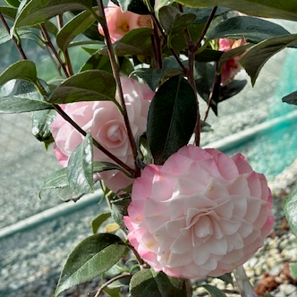 娜蔻珍珠山茶花 Nuccio's Pearl Camellia