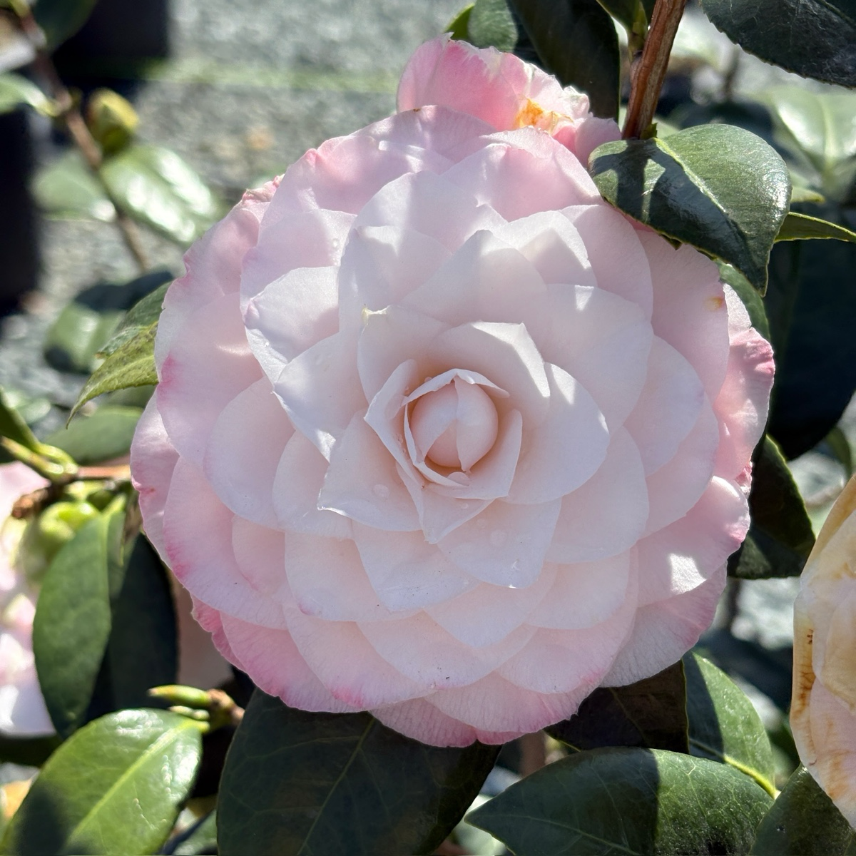 娜蔻珍珠山茶花 Nuccio's Pearl Camellia