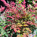 南天竹 Obsession™ Nandina 