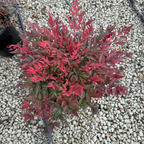 南天竹 Obsession™ Nandina 