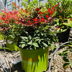 南天竹 Obsession™ Nandina 