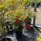 南天竹 Obsession™ Nandina 