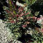 南天竹 Obsession™ Nandina 