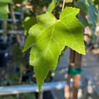 槭树-十月荣耀枫 October Glory Red Maple