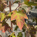 槭树-十月荣耀枫 October Glory Red Maple