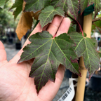 槭树-十月荣耀枫 October Glory Red Maple