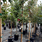 槭树-十月荣耀枫 October Glory Red Maple