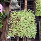 圆叶景天 Ogon Stonecrop