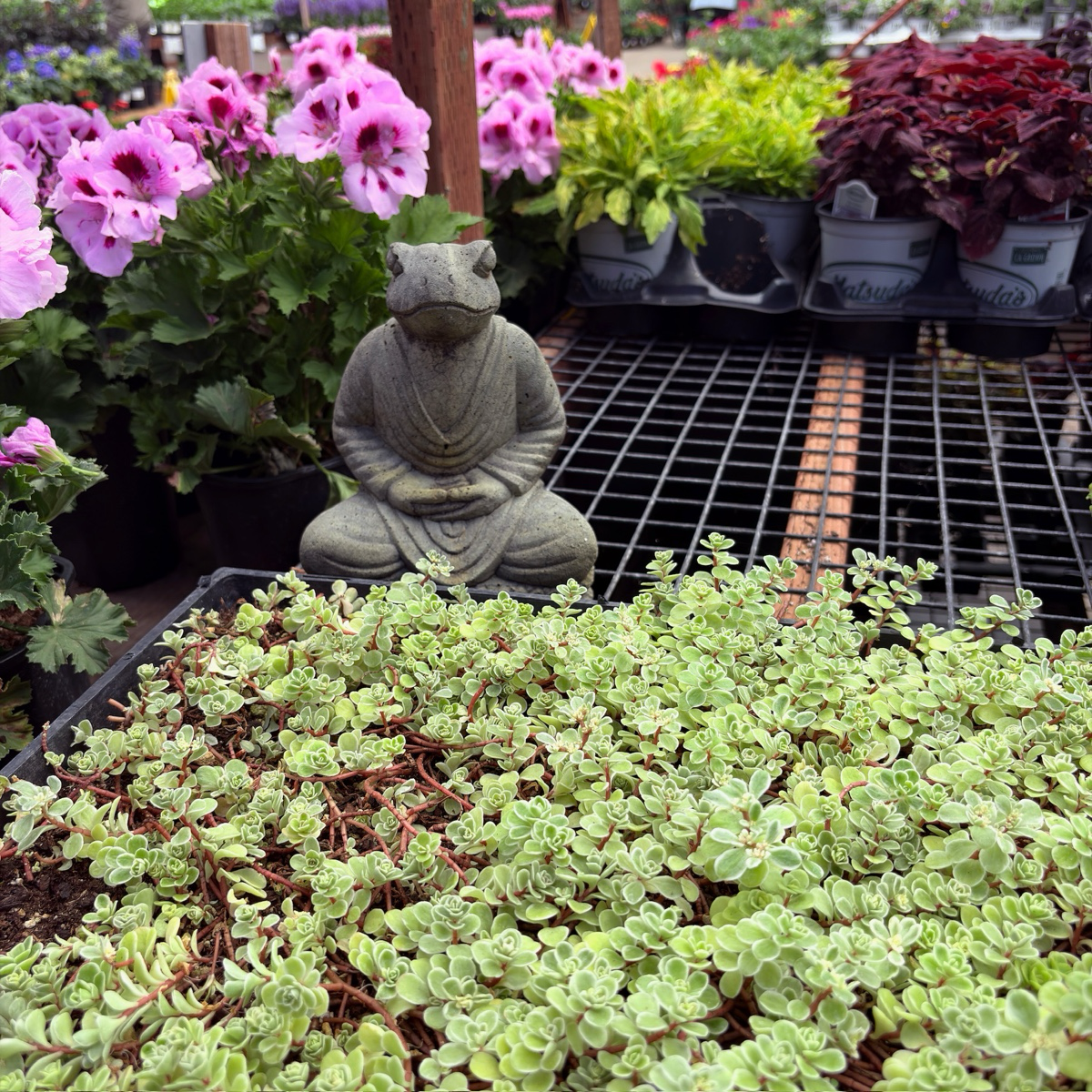 圆叶景天 Ogon Stonecrop