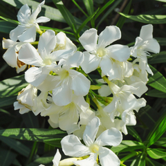 夹竹桃-白色花