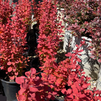 日本小檗 Orange Rocket Barberry