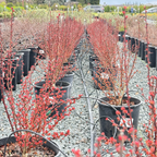 日本小檗 Orange Rocket Barberry