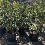 丹桂树 Orange Sweet Olive