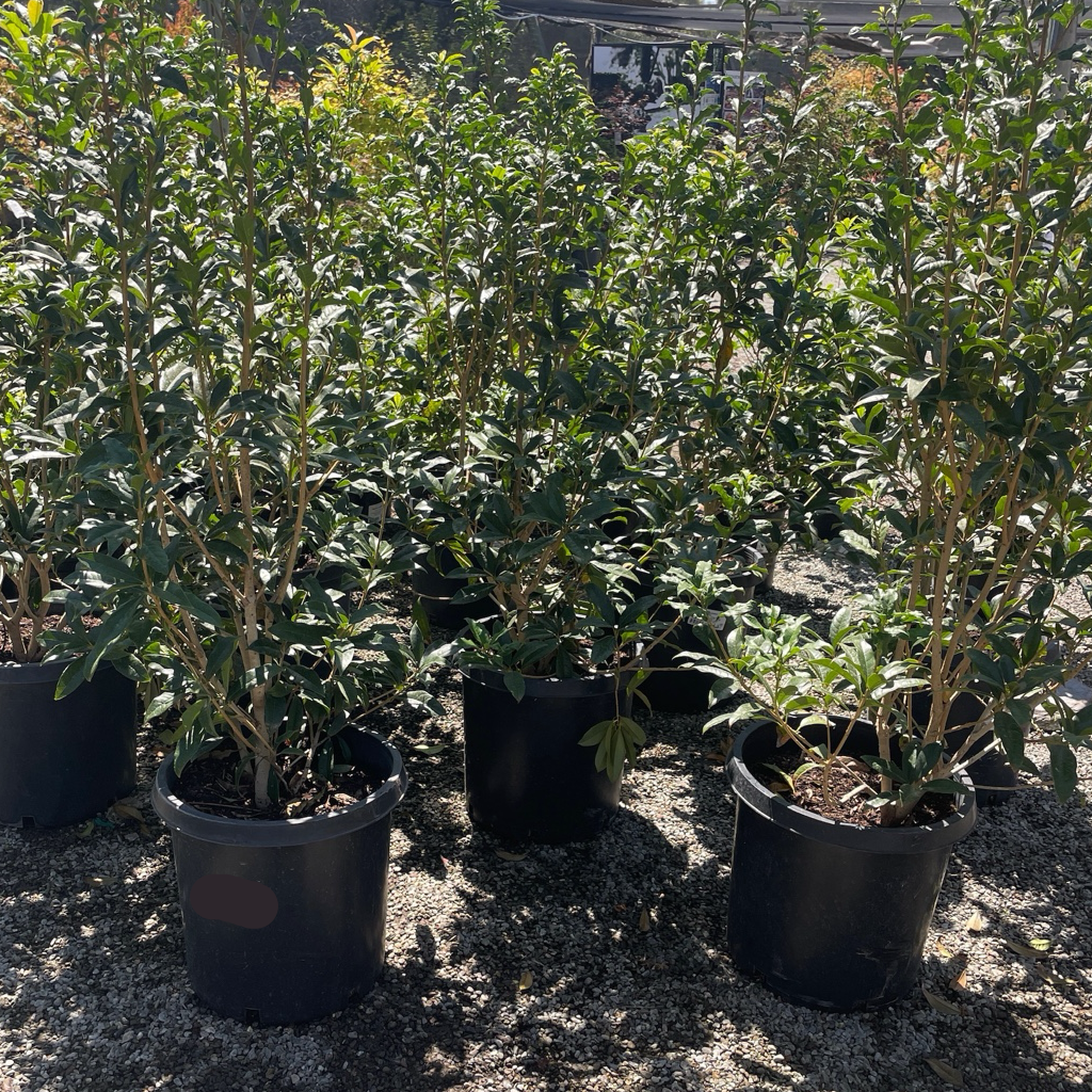 丹桂树 Orange Sweet Olive