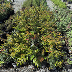 北美十大功劳 Oregon Grape