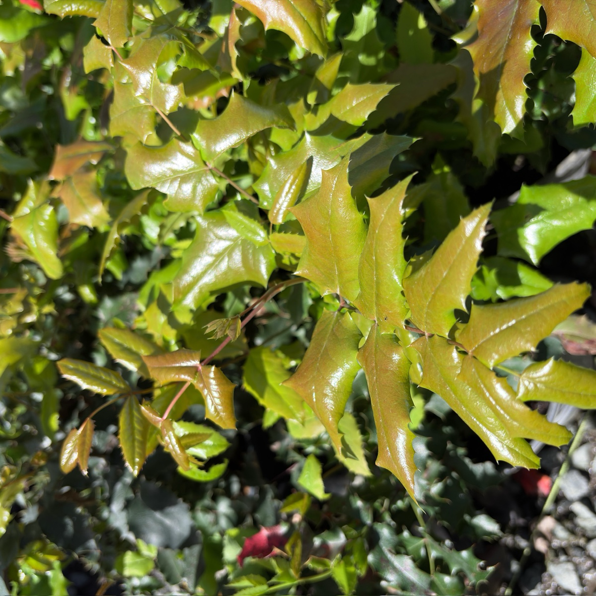 北美十大功劳 Oregon Grape