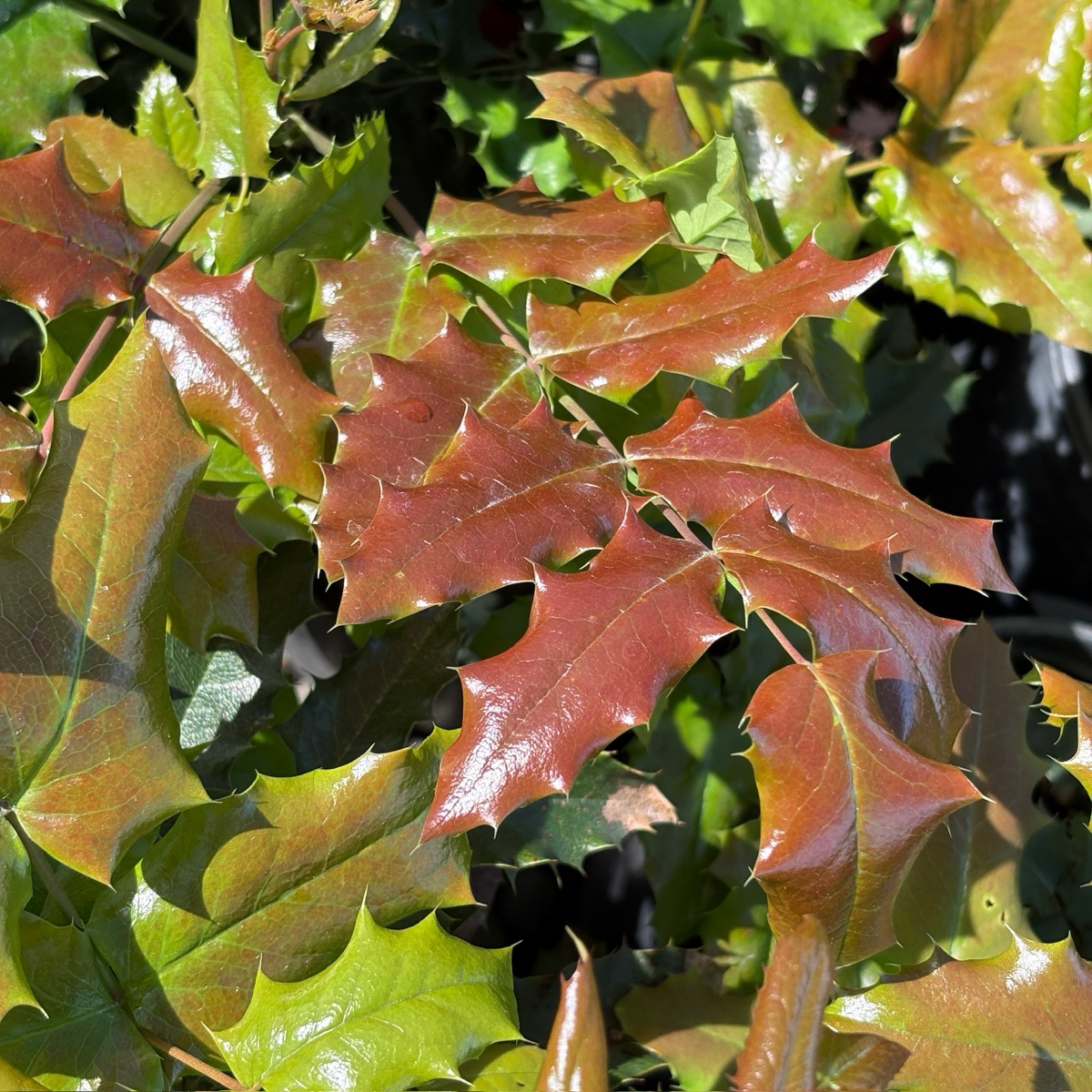 北美十大功劳 Oregon Grape