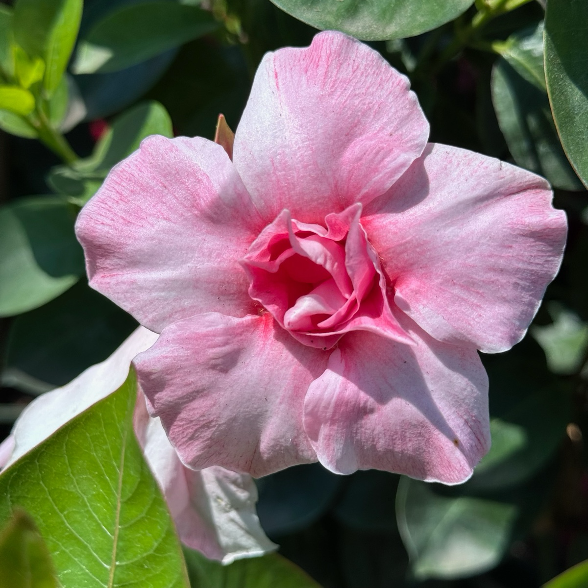 飘香藤 Original XP Double Pink Blush  【Sun Parasol ®】 Mandevilla