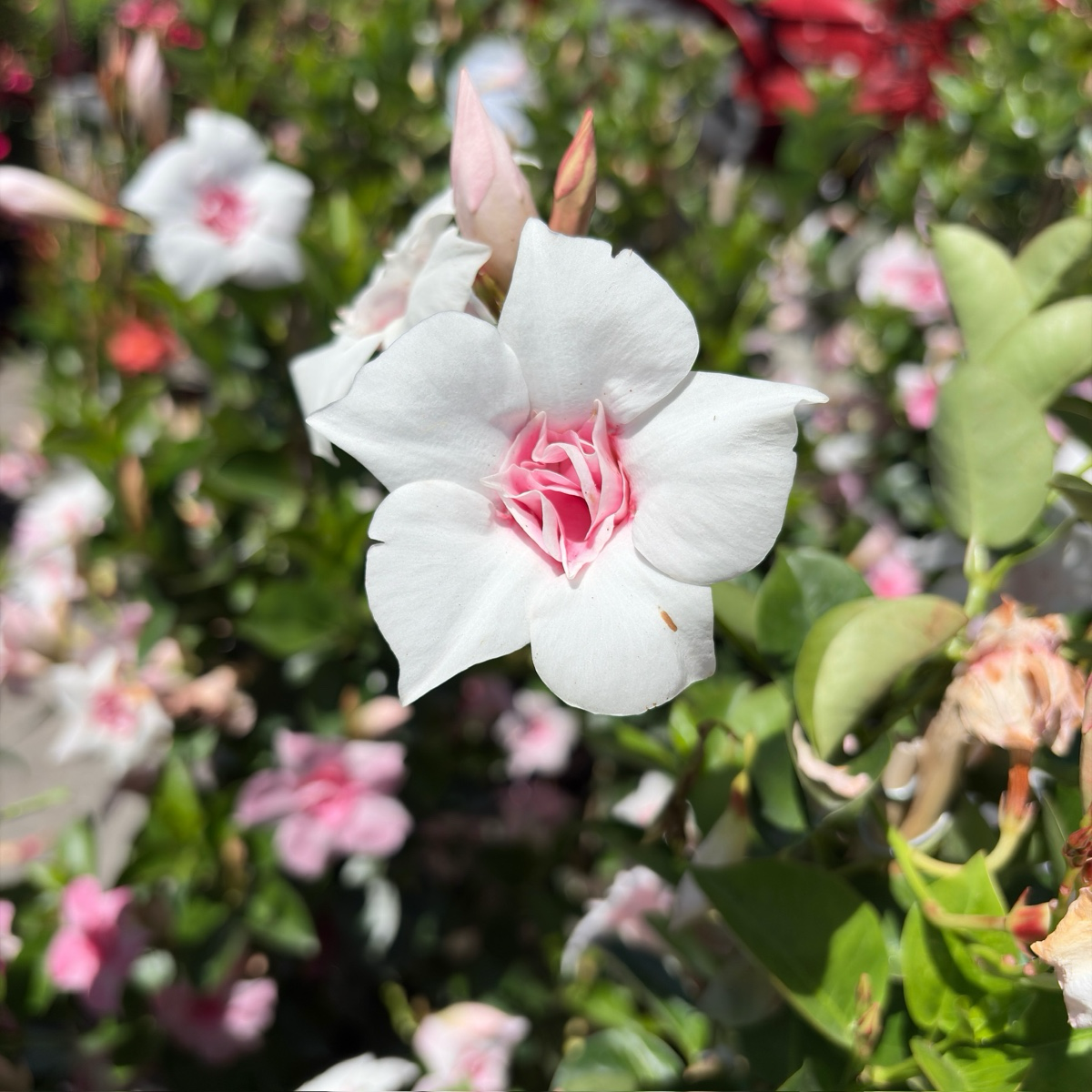 飘香藤 Original XP Double Pink Blush  【Sun Parasol ®】 Mandevilla