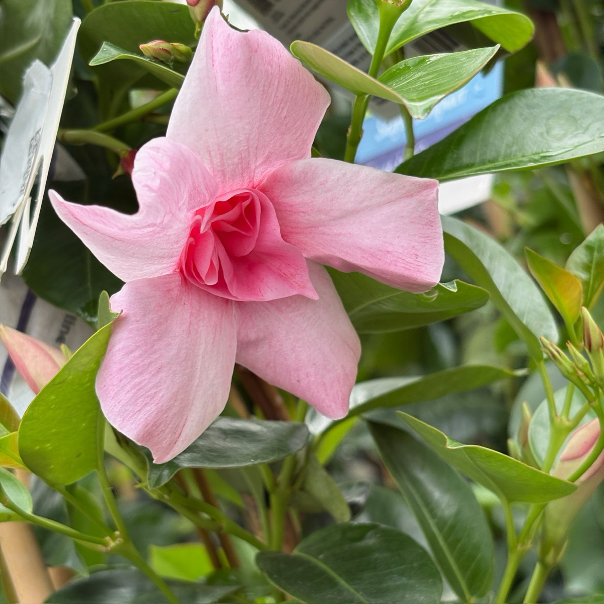 飘香藤 Original XP Double Pink Blush  【Sun Parasol ®】 Mandevilla