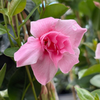 飘香藤 Original XP Double Pink Blush  【Sun Parasol ®】 Mandevilla