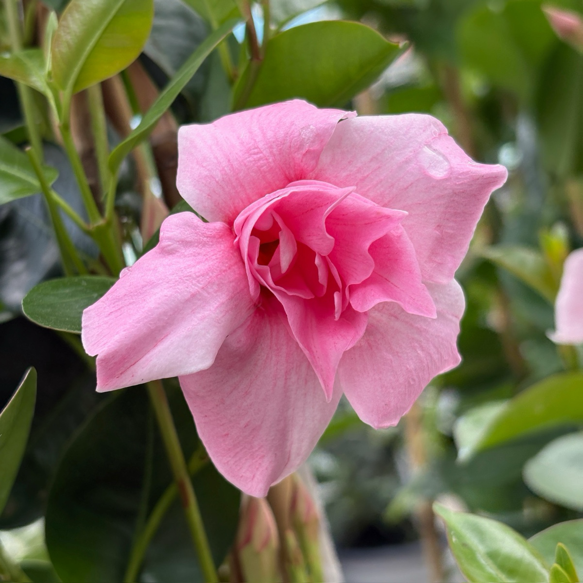 飘香藤 Original XP Double Pink Blush  【Sun Parasol ®】 Mandevilla