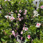 飘香藤 Original XP Double Pink Blush  【Sun Parasol ®】 Mandevilla