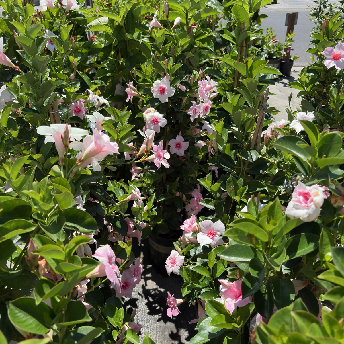 飘香藤 Original XP Double Pink Blush  【Sun Parasol ®】 Mandevilla