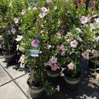 飘香藤 Original XP Double Pink Blush  【Sun Parasol ®】 Mandevilla