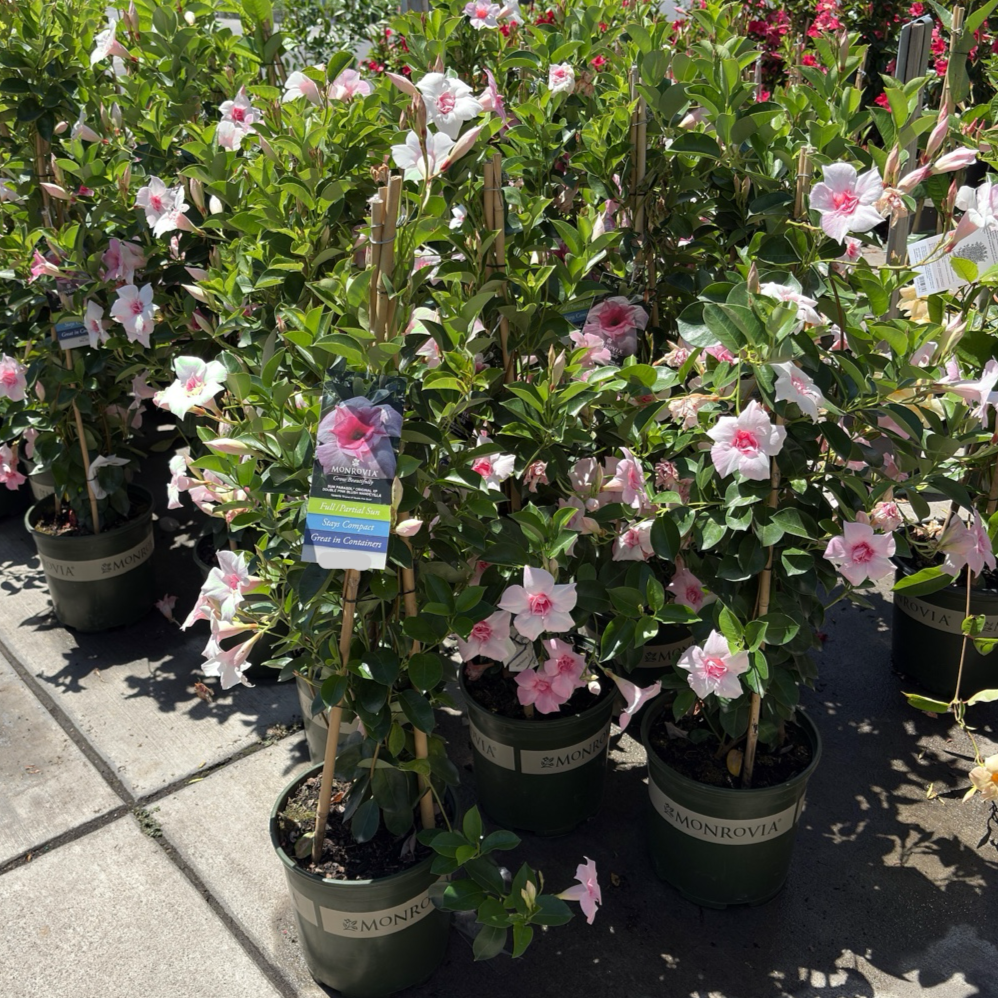 飘香藤 Original XP Double Pink Blush  【Sun Parasol ®】 Mandevilla