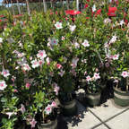飘香藤 Original XP Double Pink Blush  【Sun Parasol ®】 Mandevilla