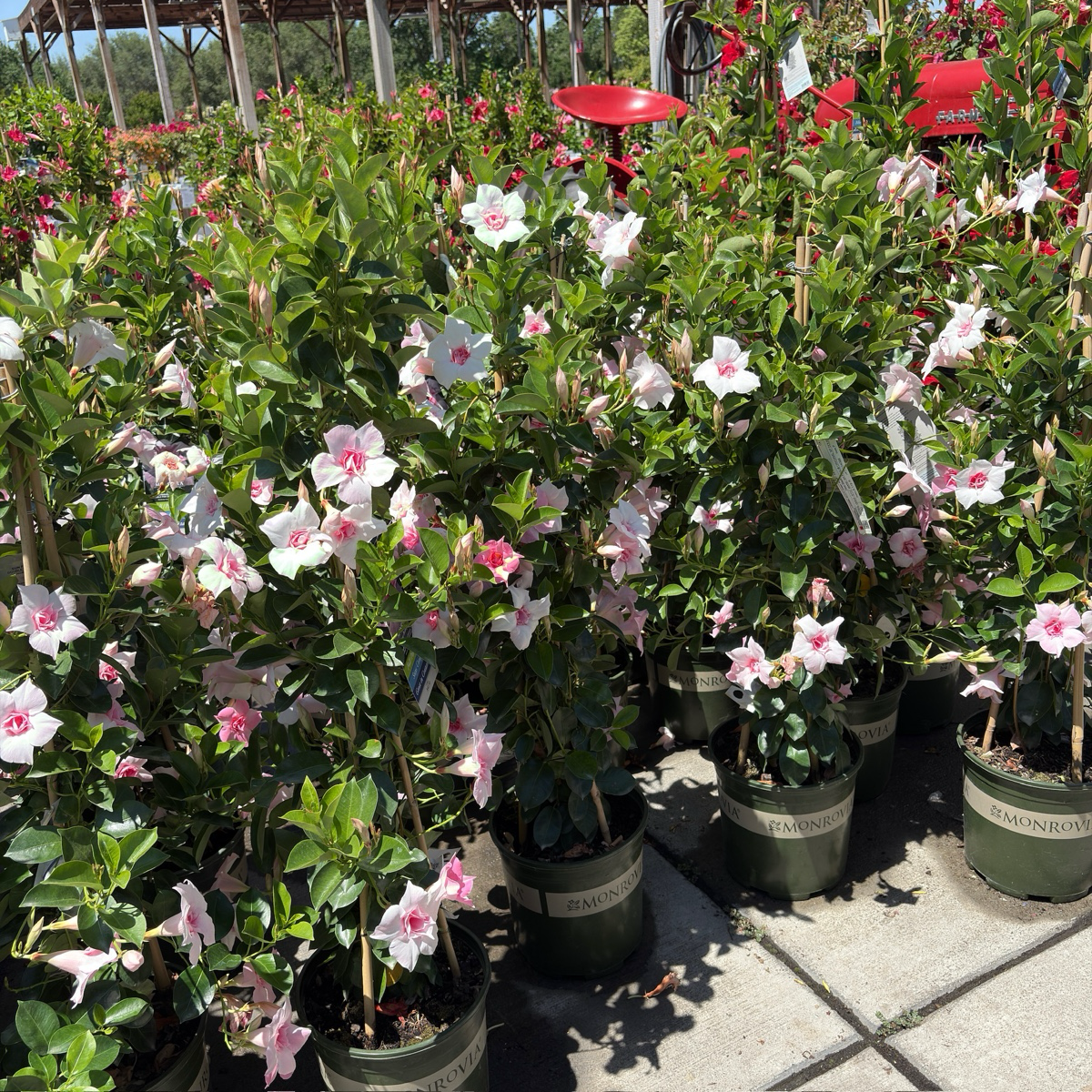 飘香藤 Original XP Double Pink Blush  【Sun Parasol ®】 Mandevilla