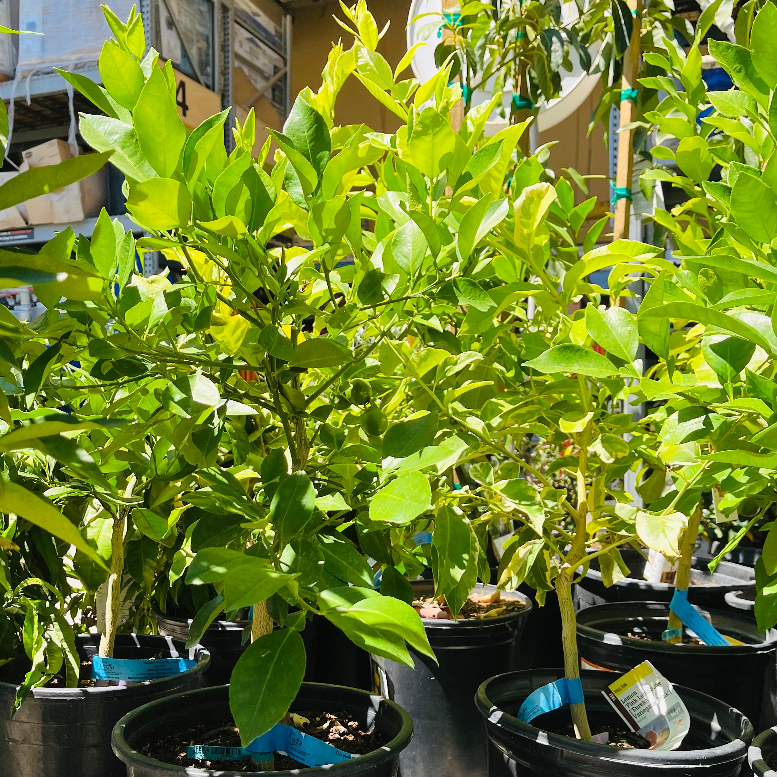甜心水晶 Oro Blanco Grapefruit