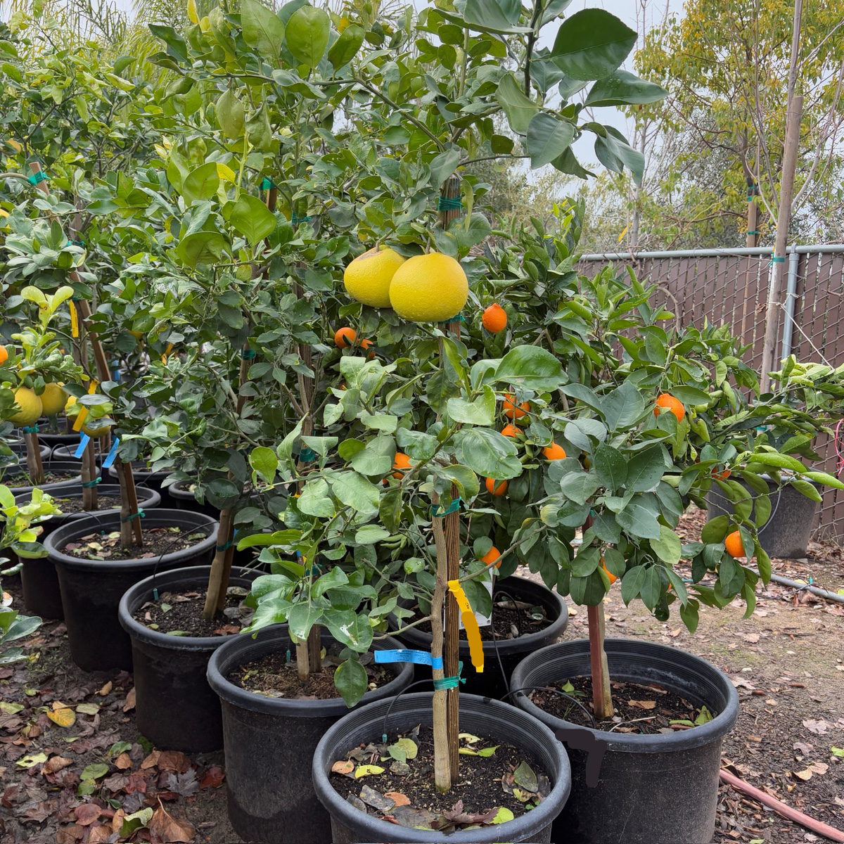 甜心水晶 Oro Blanco Grapefruit