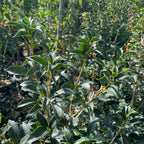 冬青银桂 Osmanthus Gulftide