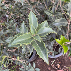 冬青银桂 Osmanthus Gulftide