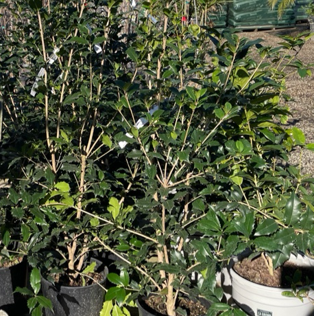 圣何塞桂花 Osmanthus fortunei ‘San Jose’