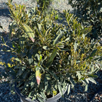 月桂 Otto Luyken English Laurel