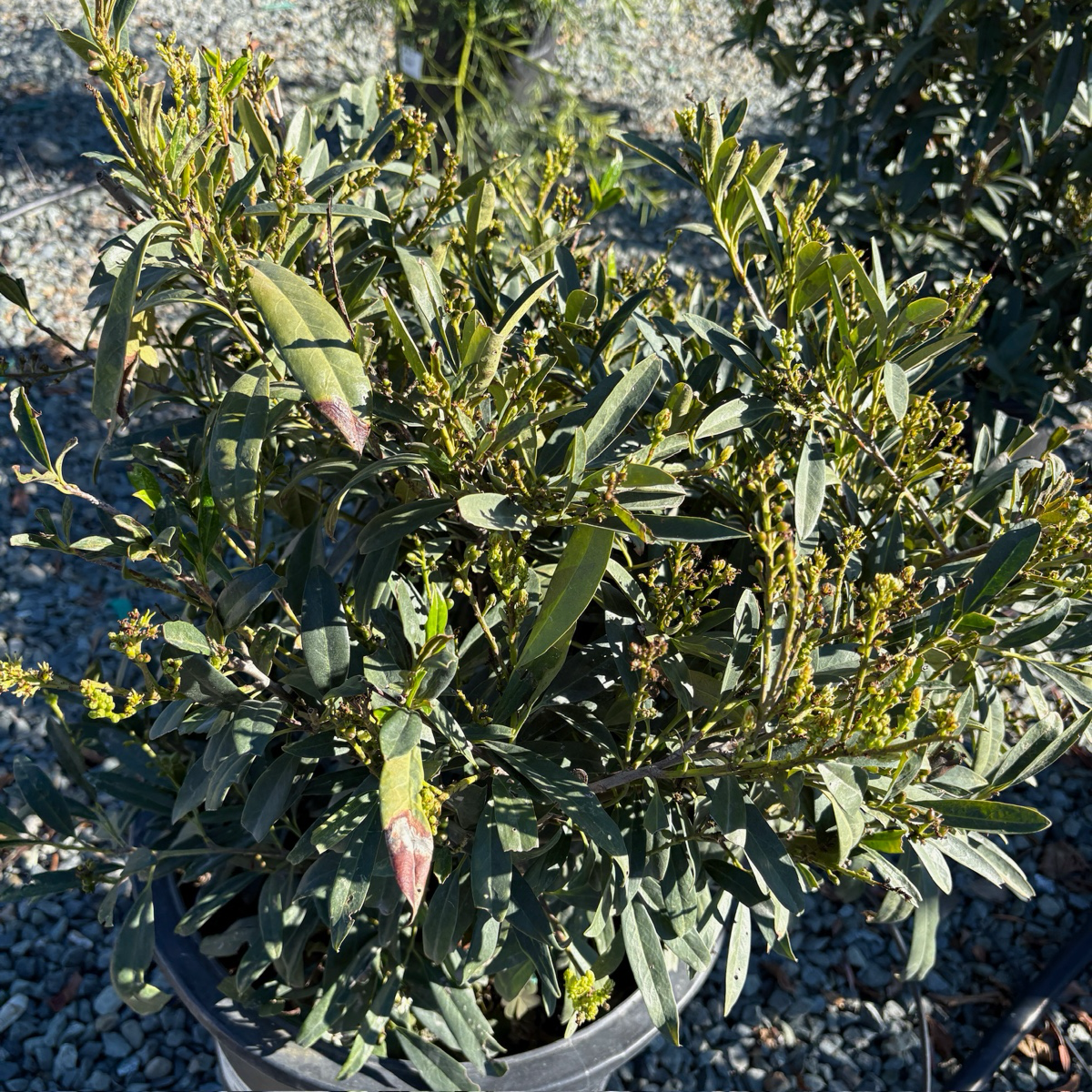 月桂 Otto Luyken English Laurel