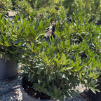 月桂 Otto Luyken English Laurel