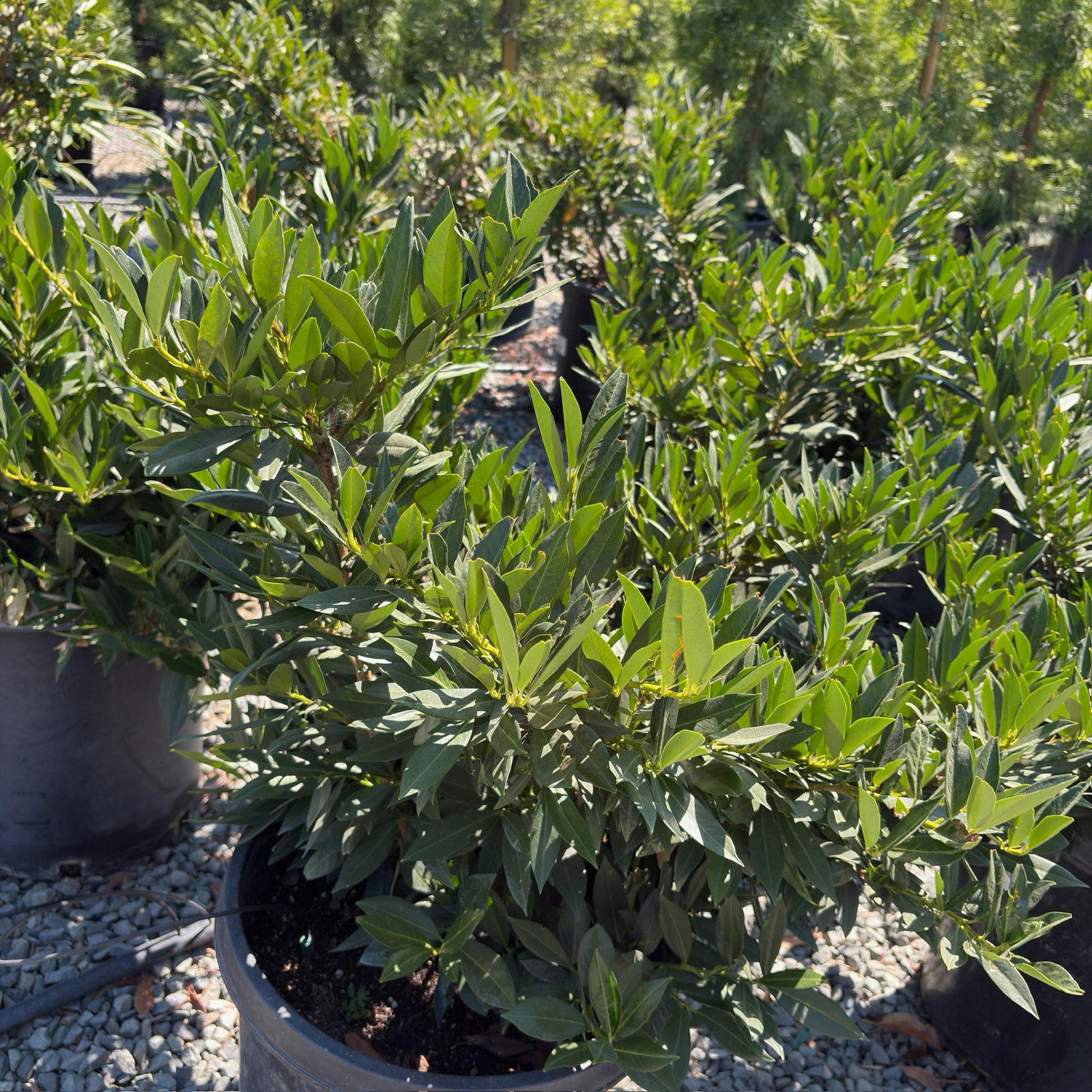 月桂 Otto Luyken English Laurel