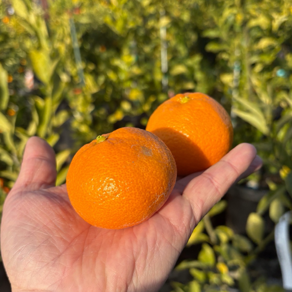 萨摩蜜桔 Owari Satsuma Mandarin